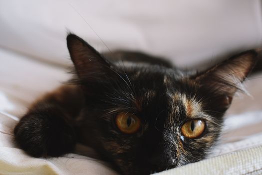 一只龟甲猫躺在室内，眼睛是明亮的黄色
