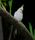 cockatiel