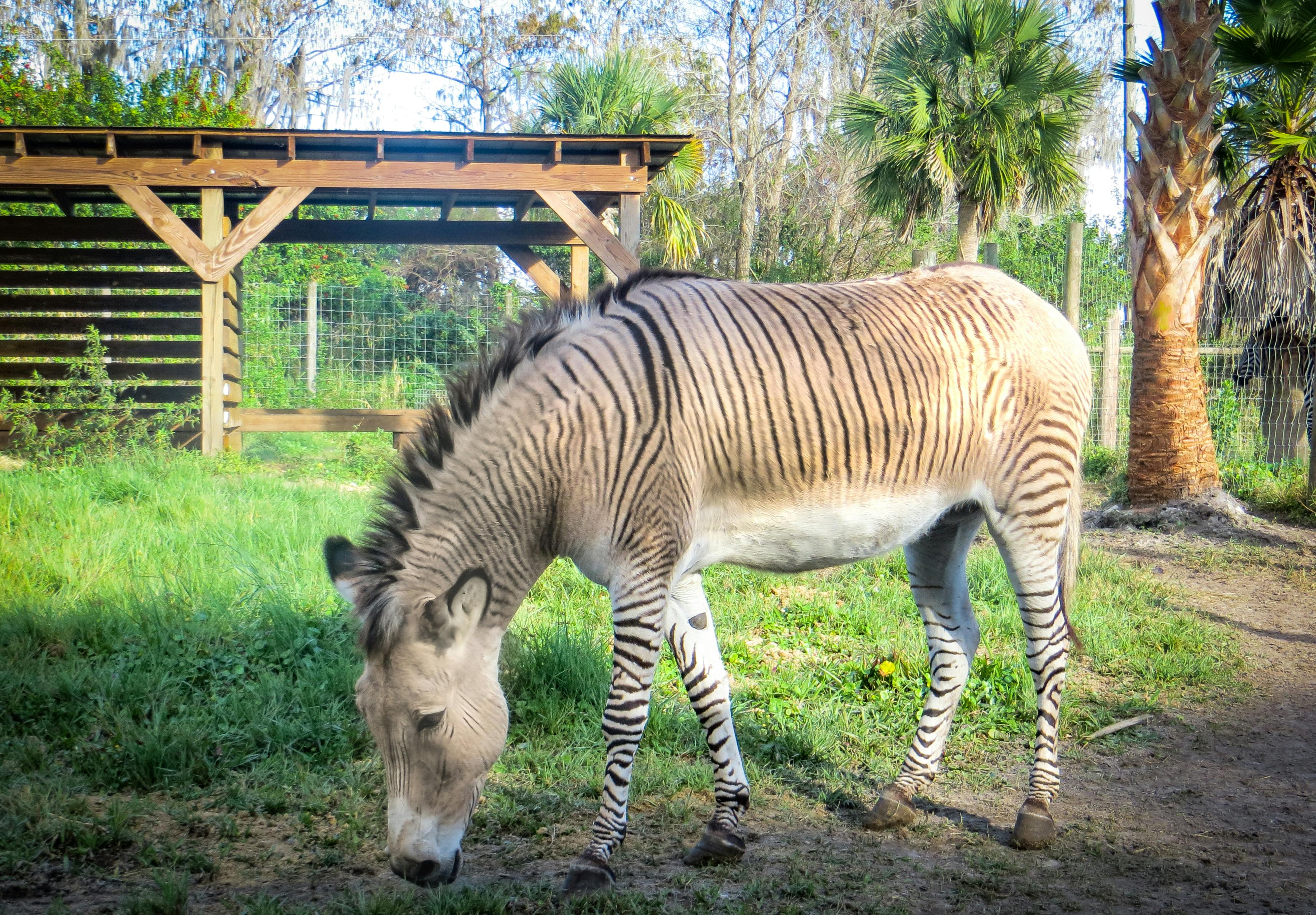 Iso kaunis aasit kuvia seksikäs iso kalu suihin