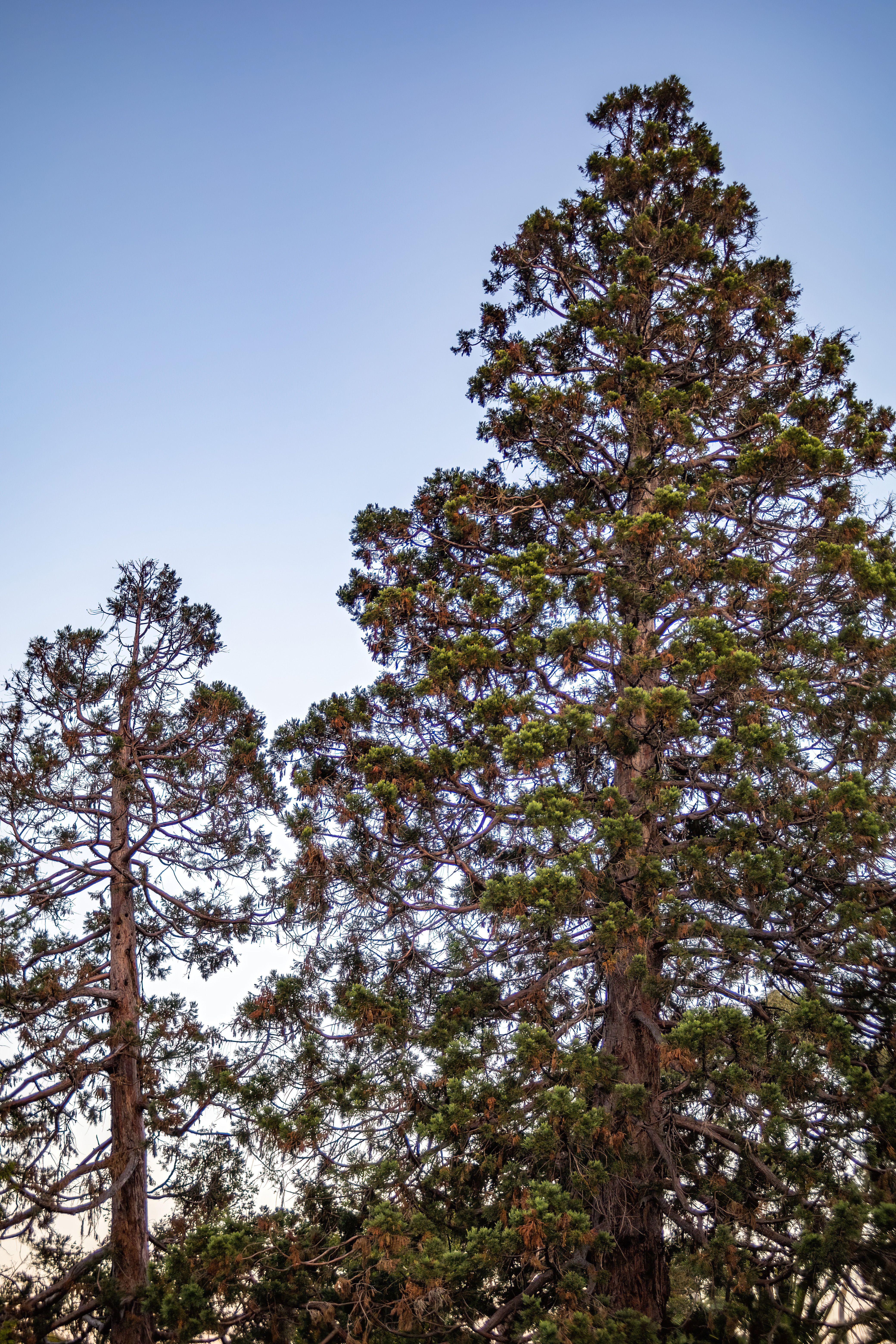Green Trees Under Blue Sky · Free Stock Photo