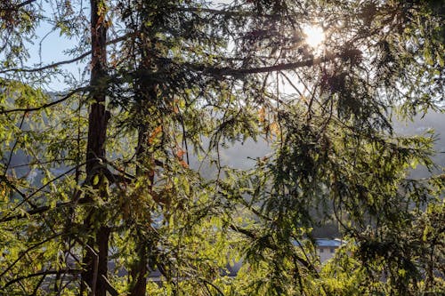 Sunlight Peeking through Trees