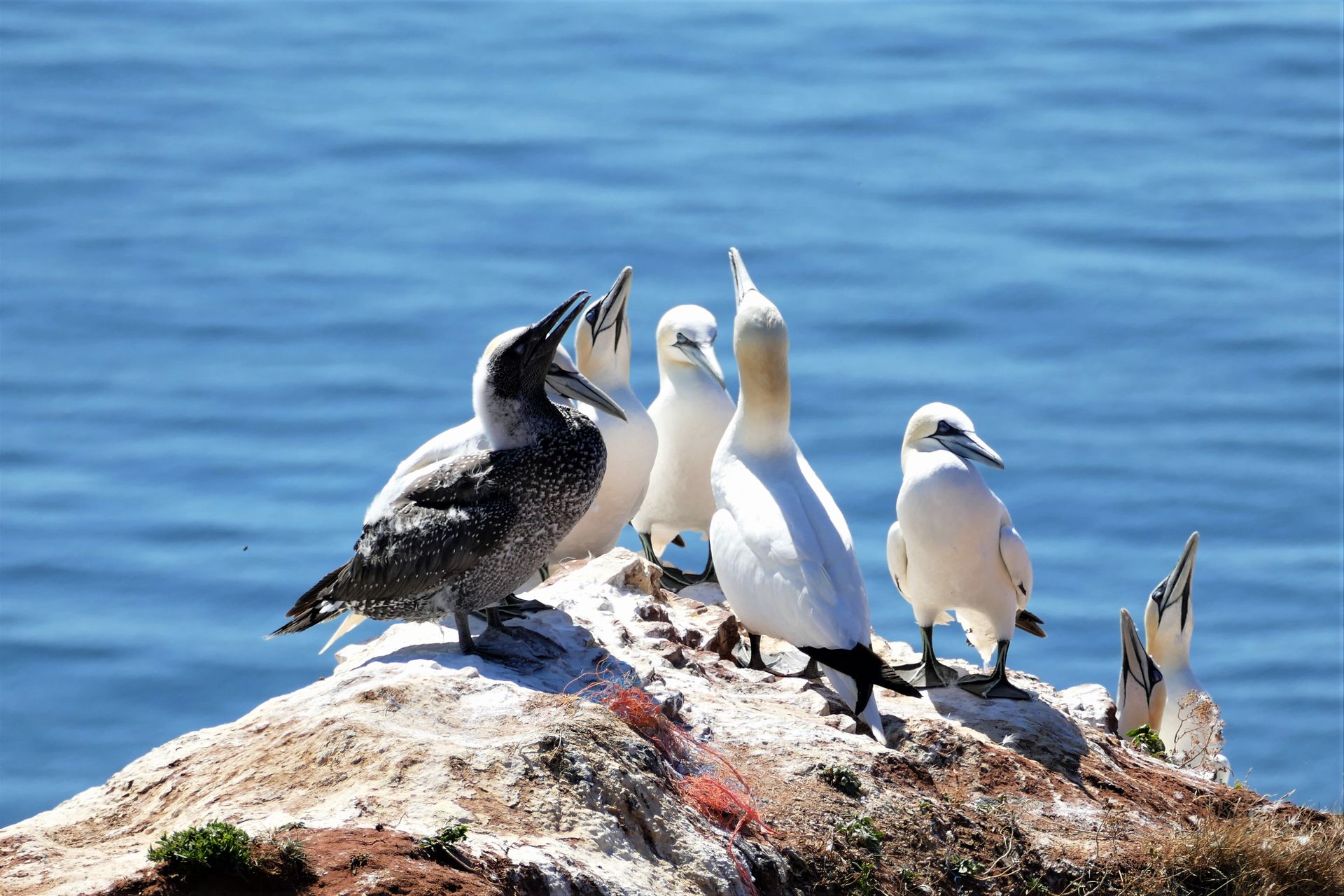 A group of northern gannets perched on a rocky cliff by the sea, showcasing natural seabird behavior.