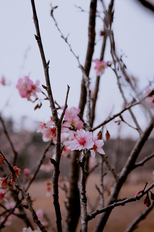 Close Up Photo of Pink Flowers