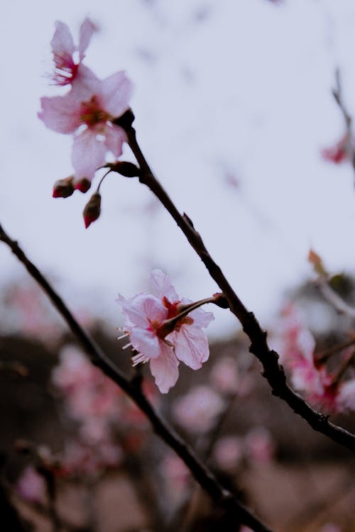 分支機構, 垂直拍攝, 櫻花 的 免費圖庫相片