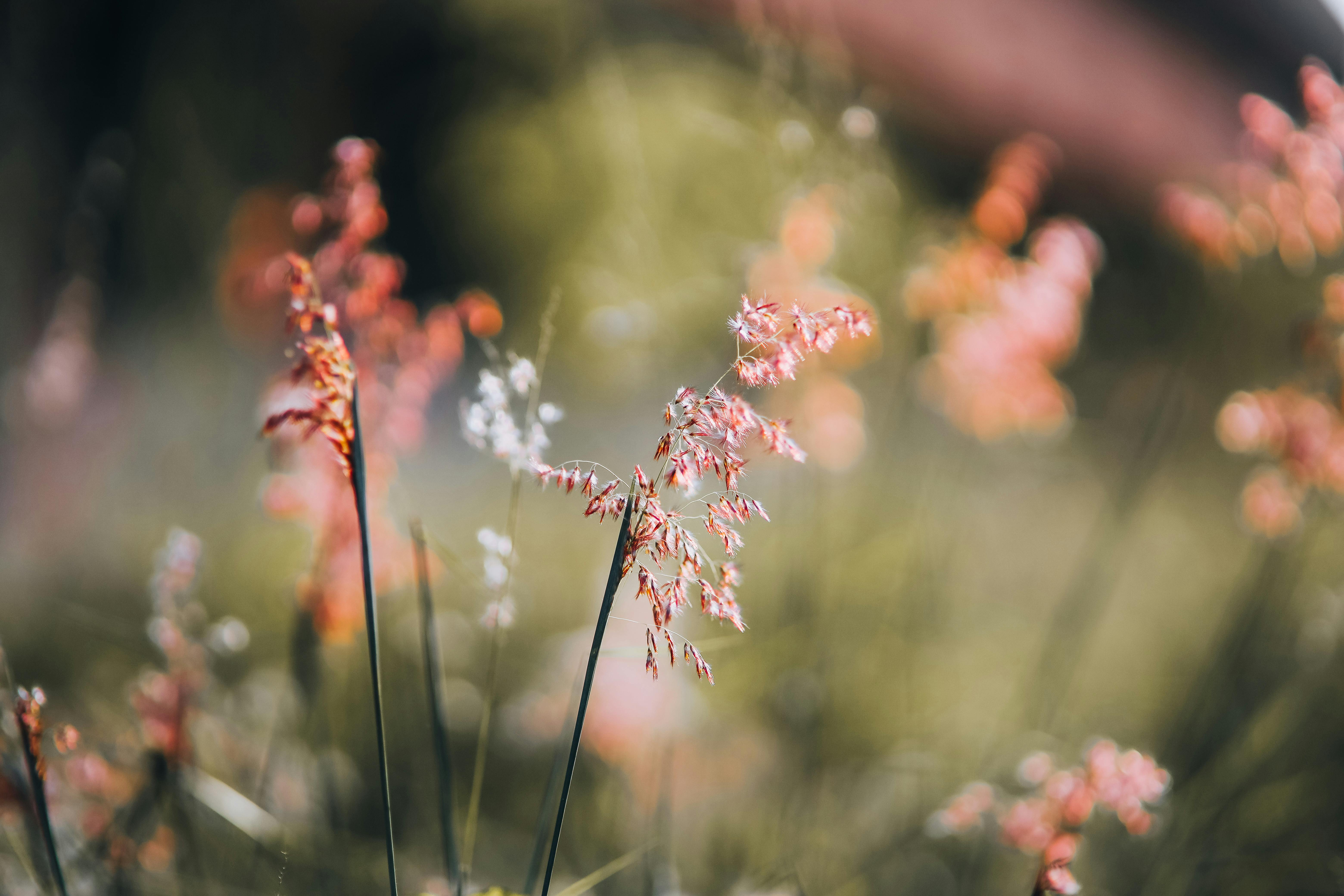Pink Grass Flowers in Close-up Shot · Free Stock Photo, image size:1125x750