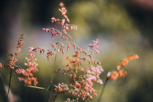 Free Beautiful close-up of Natal red top grass with soft, blurred background. Stock Photo