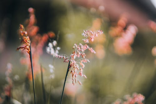 White and Pink Flowers in Tilt Shift Lens