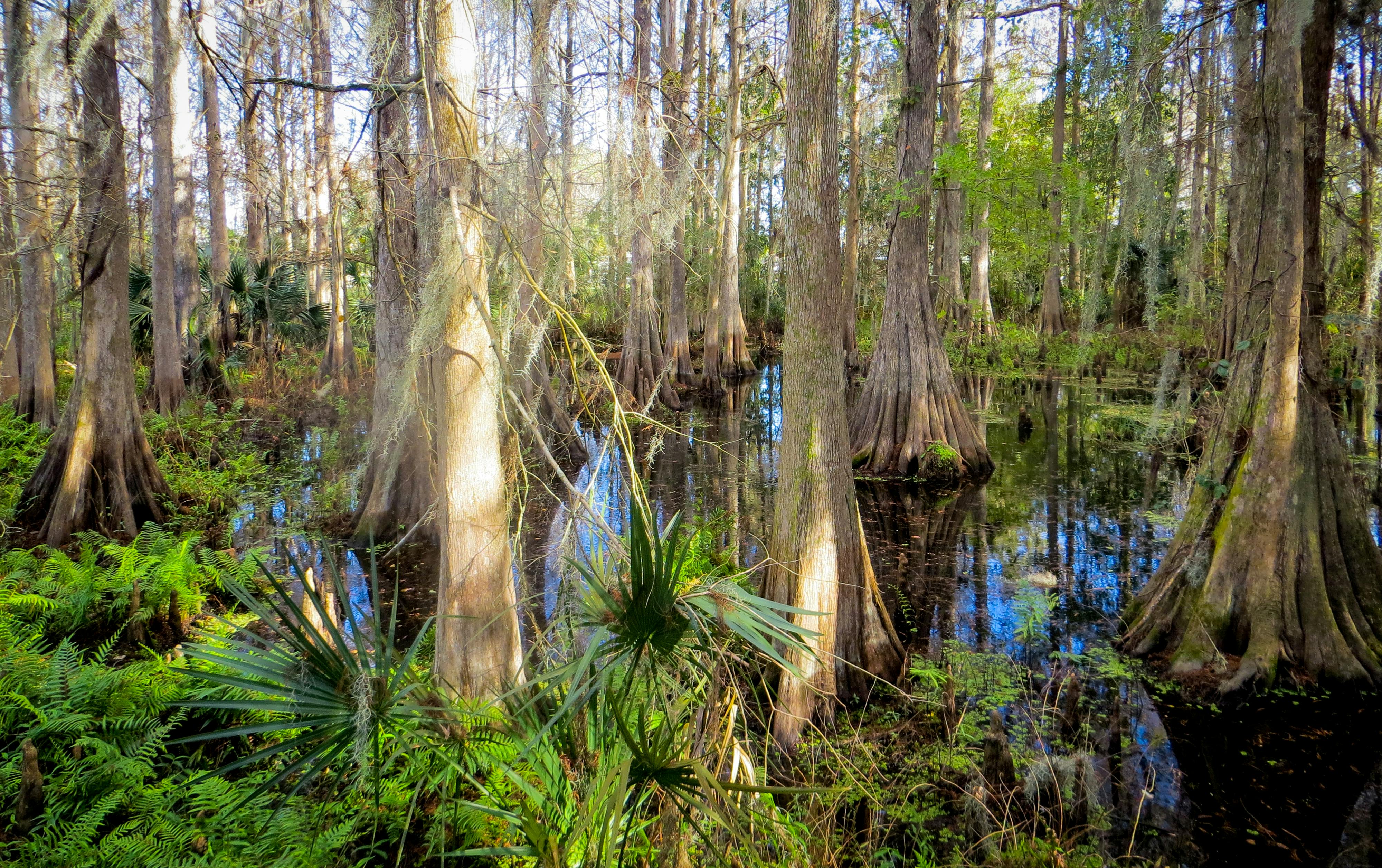Free stock photo of nature, swamp, trees