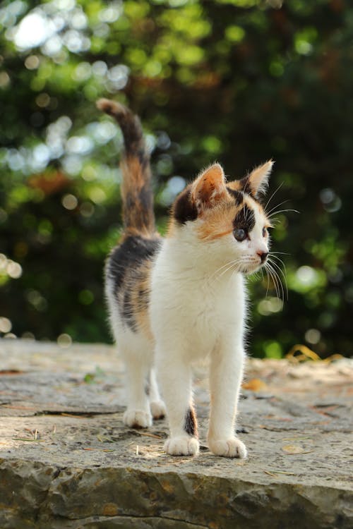 Ilmainen kuvapankkikuva tunnisteilla calico cat, eläinkuvaus, kesytetty