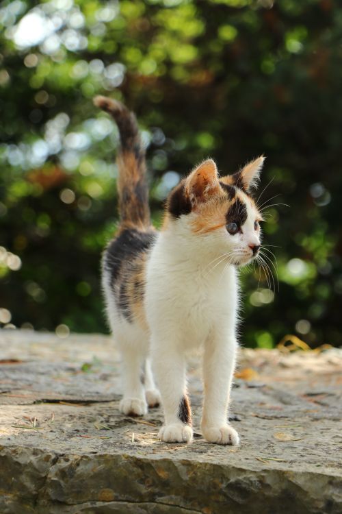 Free Charming calico kitten standing outdoors, showcasing its curious nature. Perfect for animal enthusiasts. Stock Photo