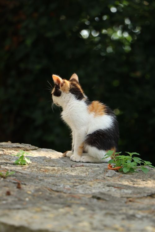 Free A cute calico kitten sitting on a stone surface outdoors, surrounded by greenery. Stock Photo