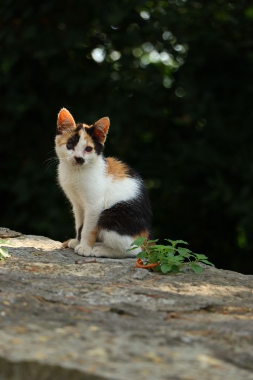 Free Cute calico kitten sitting on a rock in a sunny outdoor setting, perfect for animal lovers. Stock Photo
