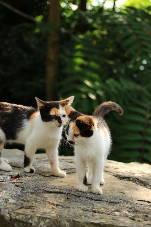Free Two adorable calico kittens exploring a sunlit rock outdoors with lush greenery in the background. Stock Photo