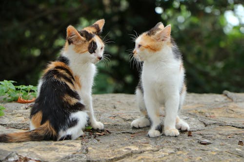 Kittens Sitting on a Rock