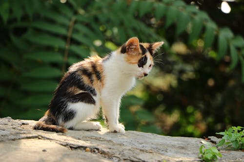 Calico Cat Sitting on a Rock