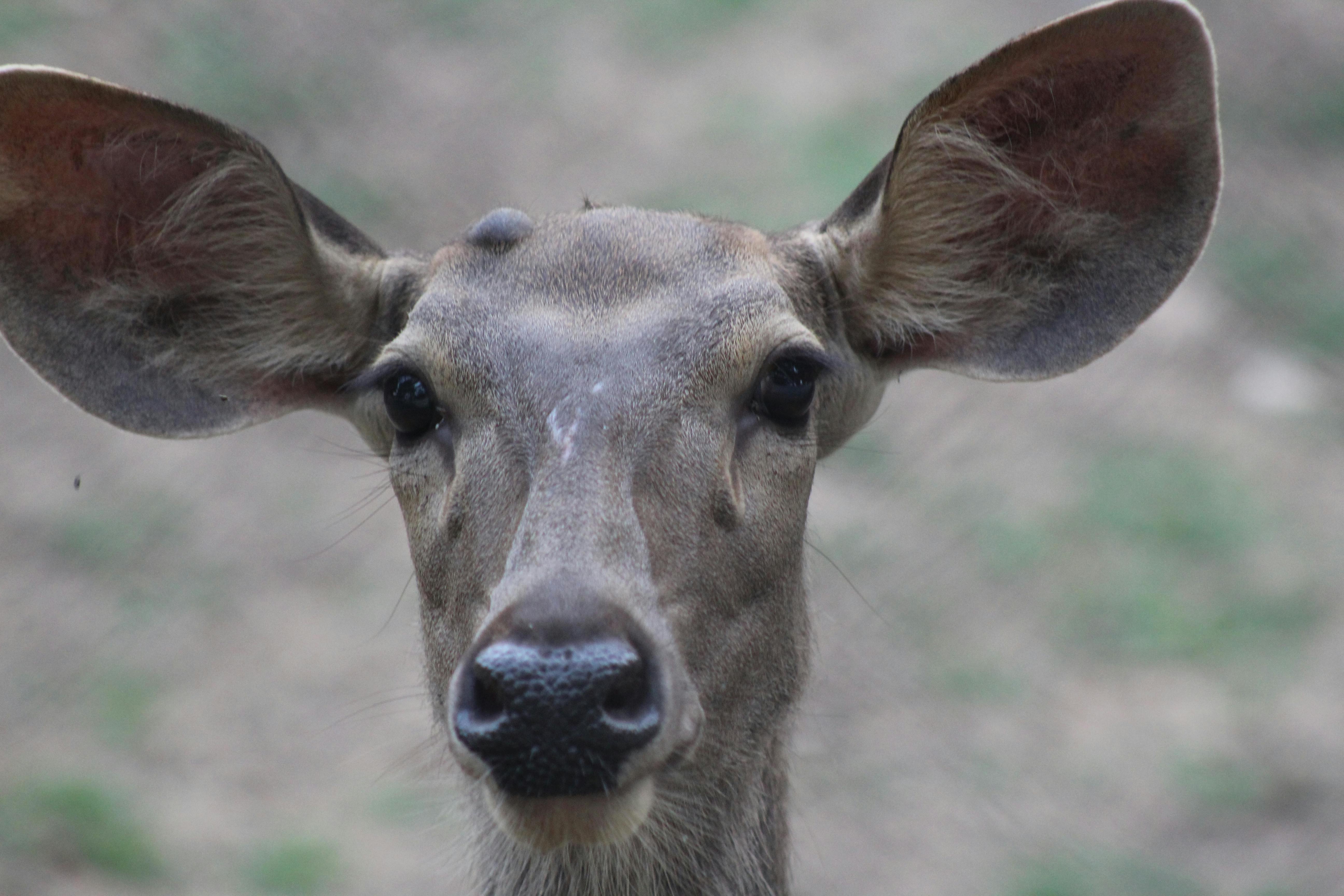 Free stock photo of deer, wild animals, wildlife photography