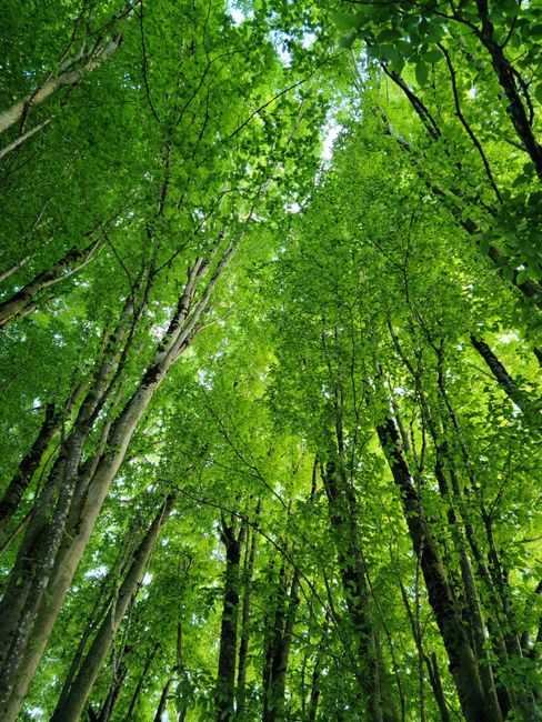 Fotomural Una vista vibrante en ángulo bajo de troncos de árboles y hojas verdes en un bosque de Richmond, BC.