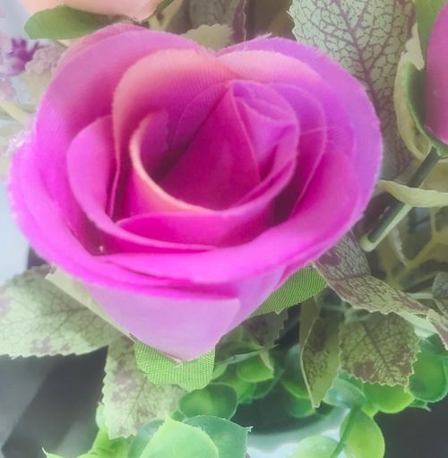 Free stock photo of background flowers, beautiful flowers, flowers Stock Photo
