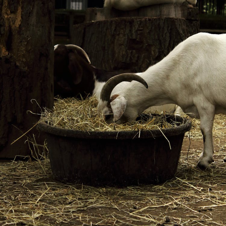 Goat Eating Hay