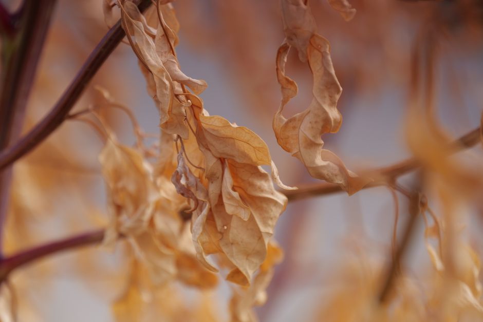 Dried brown leaves on a tree branch showing stress damage — causes of tree leaves curling in Surrey BC