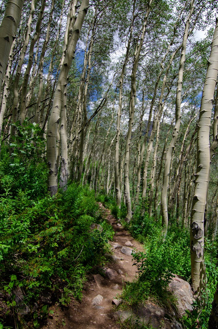 Green Trees On Mountain