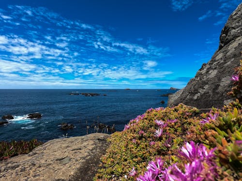 Kostenloses Stock Foto zu blumen, himmel, landschaftlich