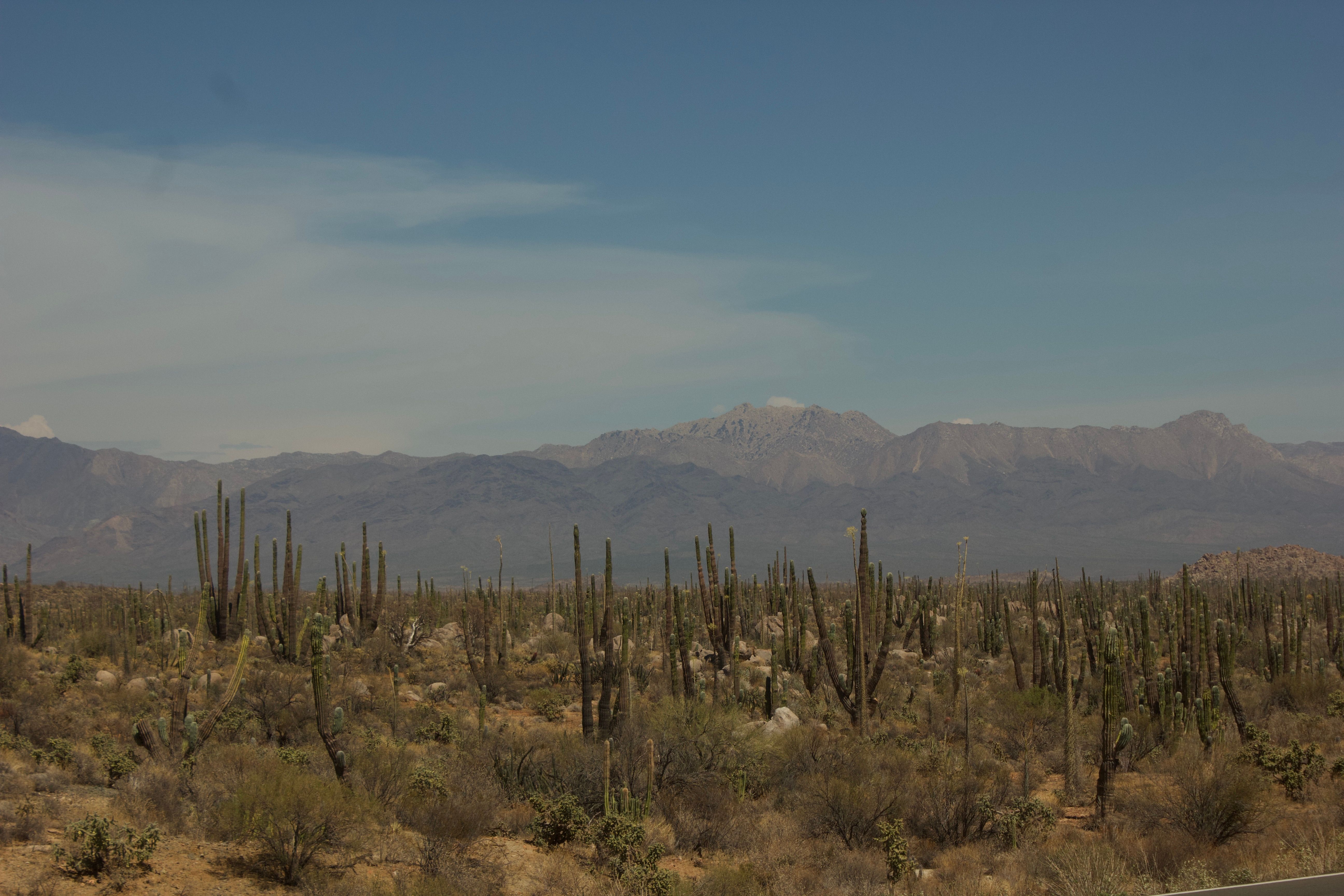 Los paisajes áridos de México y su importancia biológica
