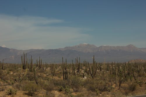 Gratis stockfoto met berg, blauwe lucht, cactussen