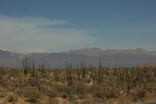 Imagine de stoc gratuită din cactuși, câmp, cer albastru