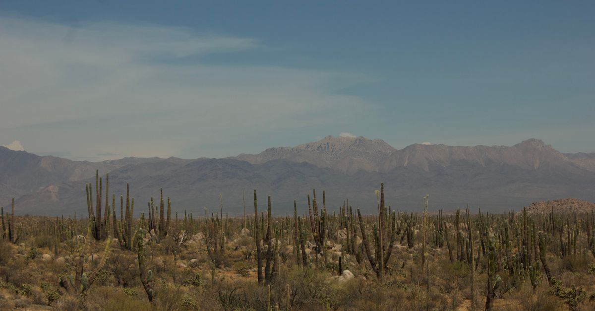 Los paisajes áridos de México y su importancia biológica Los paisajes áridos de México y su importancia biológica