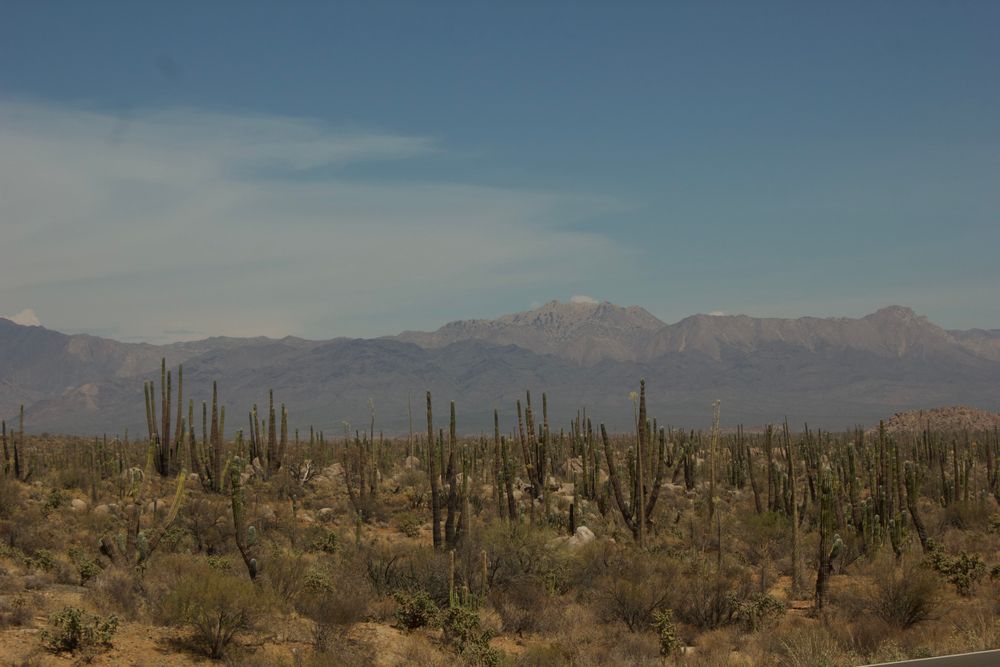 Bosque de cardones bajo la sierra del desierto de La Paz
