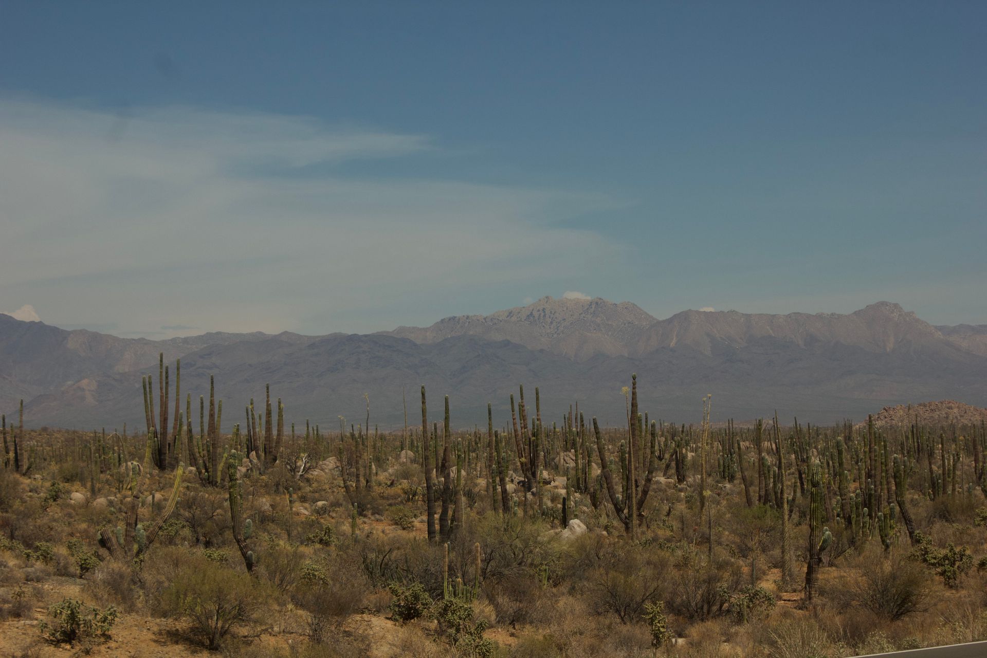 Bosque de cardones bajo la sierra del desierto de La Paz en Baja California Sur