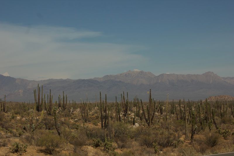 Bosque de cardones bajo la sierra del desierto de La Paz en Baja California Sur