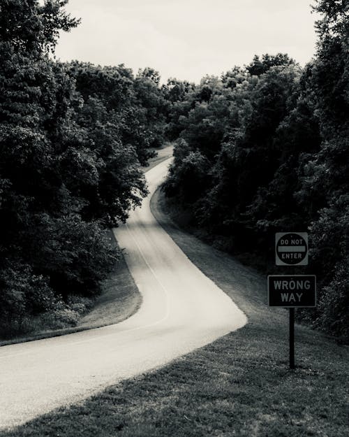 Free Grayscale Photo of a Concrete Road between Trees Stock Photo