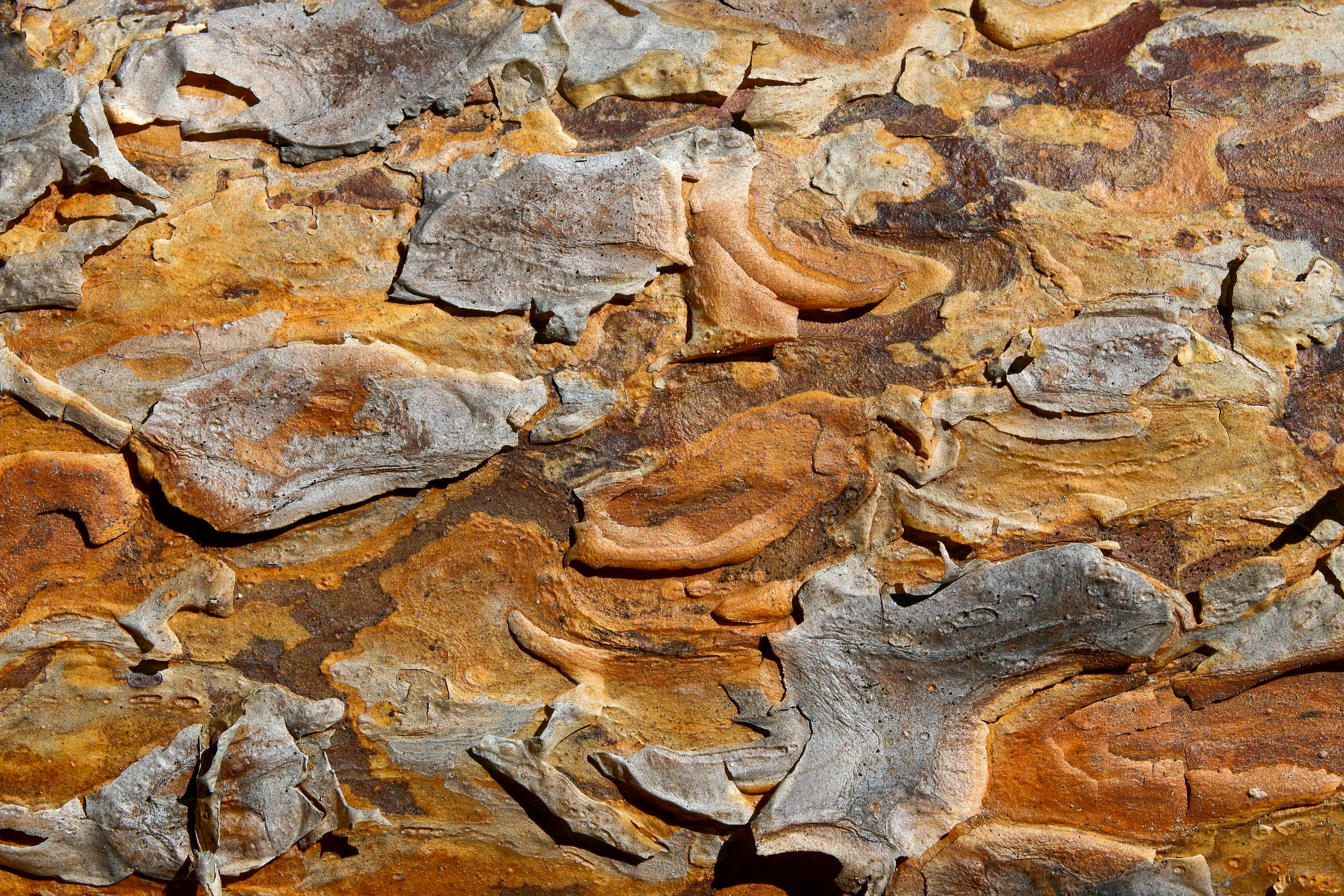 Gratis Immagine gratuita di abbaiare, albero, ambiente Foto a disposizione