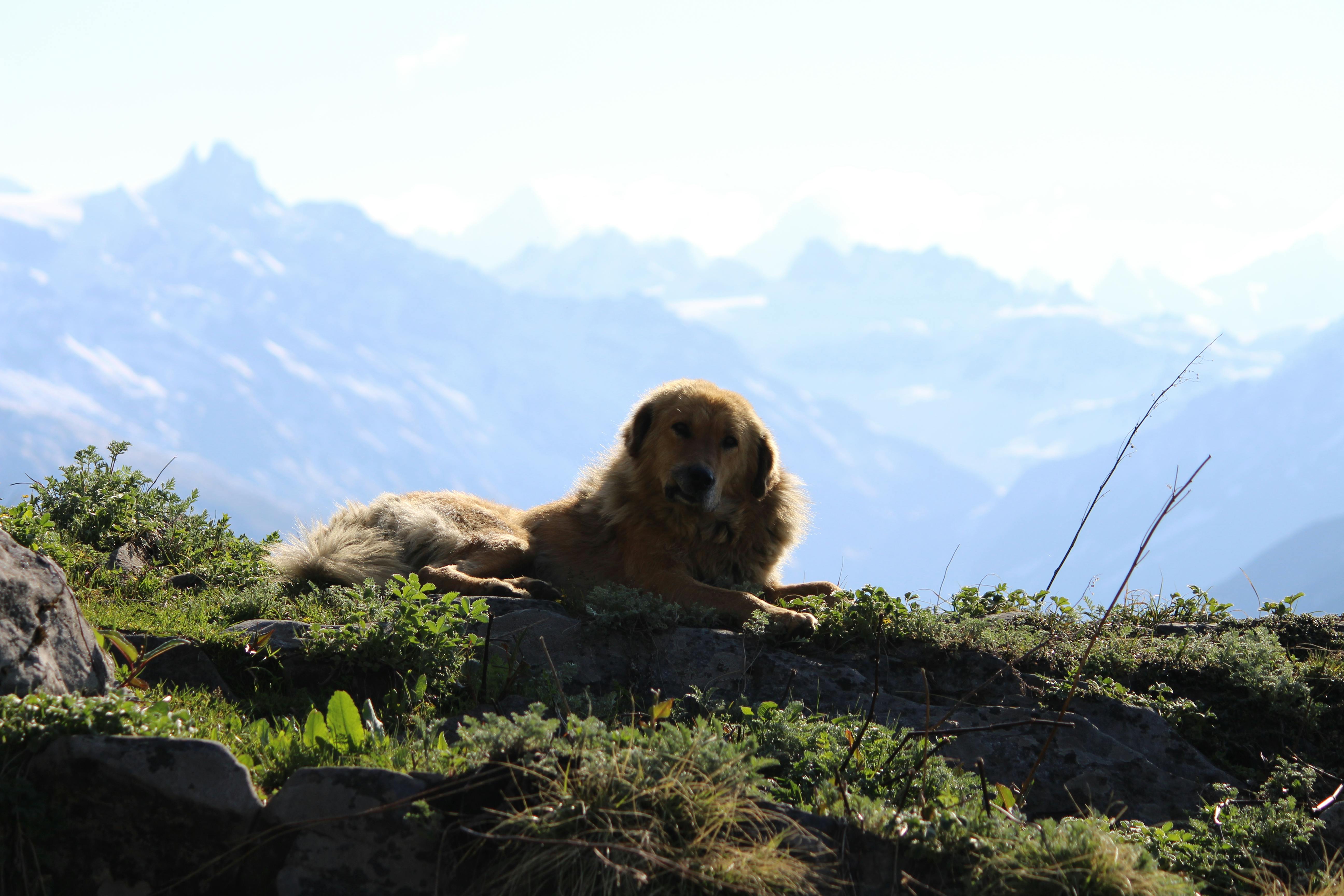 Free stock photo of bernese mountain dog, dog, ferry dog
