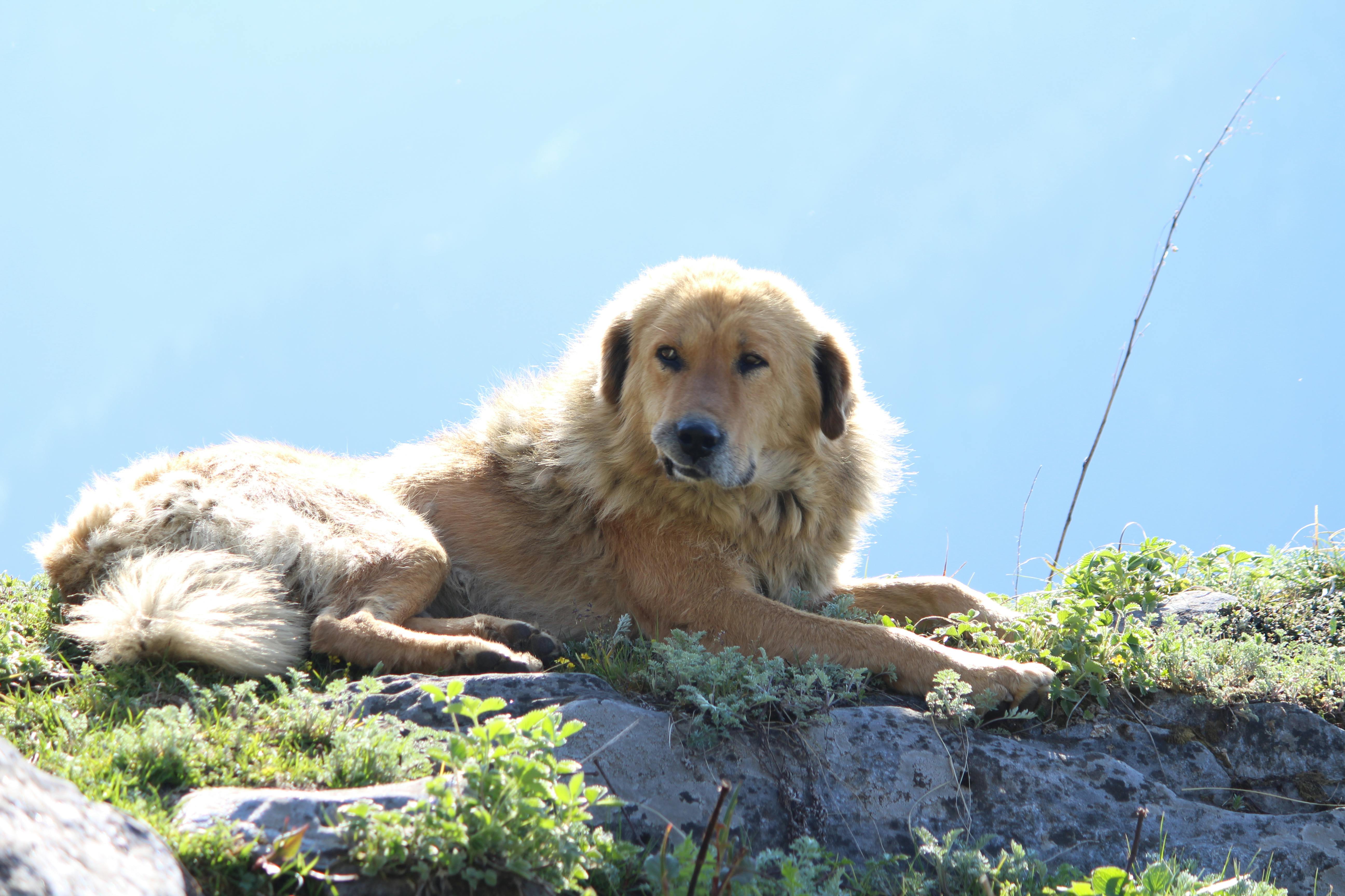 Free stock photo of bernese mountain dog, dog, ferry dog
