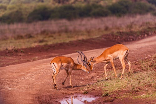  Impala Antelopes Fighting on a Field