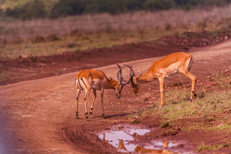 Photograph Of Impalas Fighting