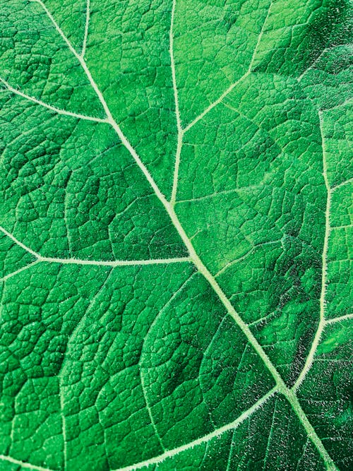 Green Leaf in Close Up Photography