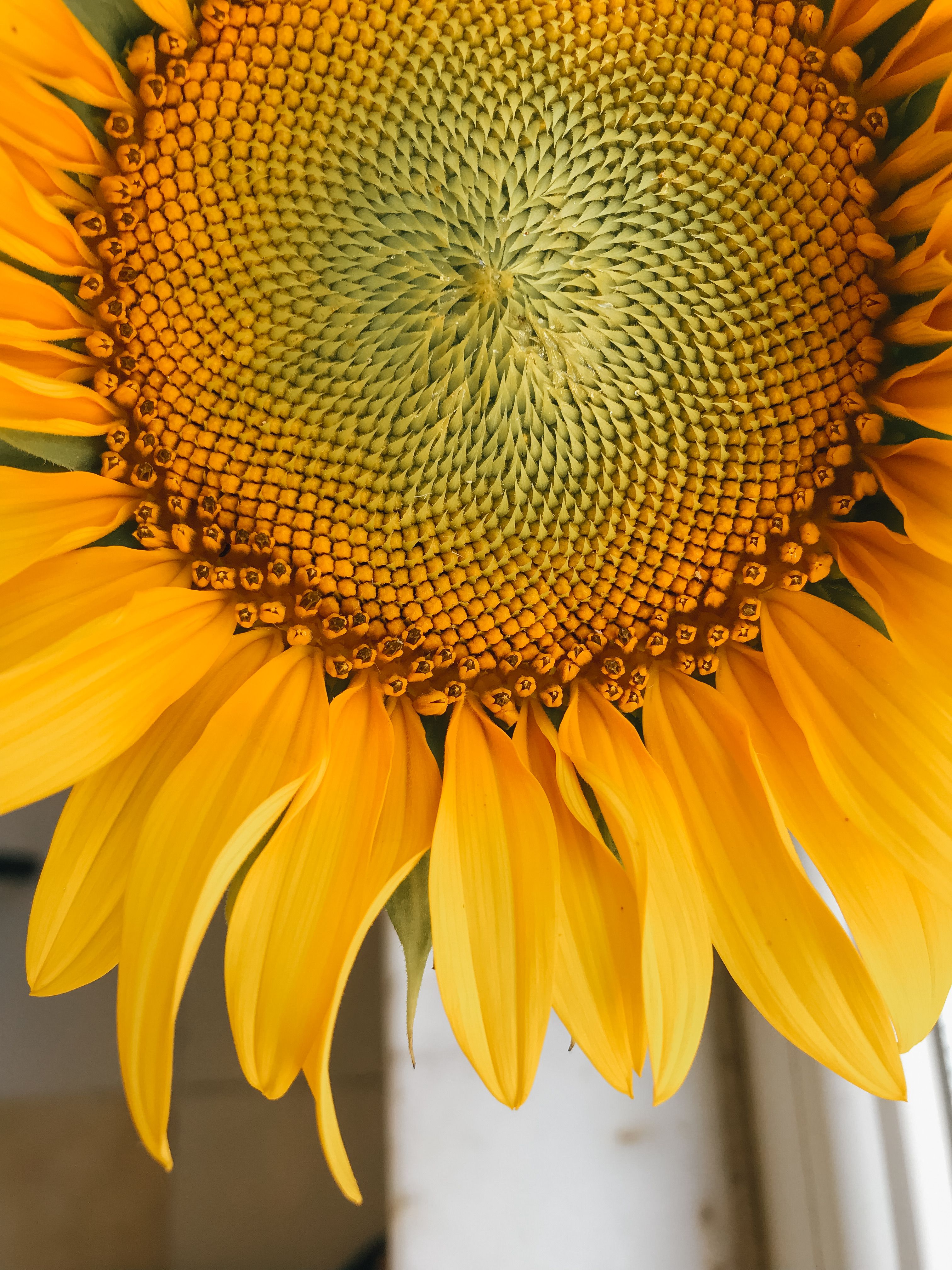 Yellow Sunflower in Close Up Photography · Free Stock Photo