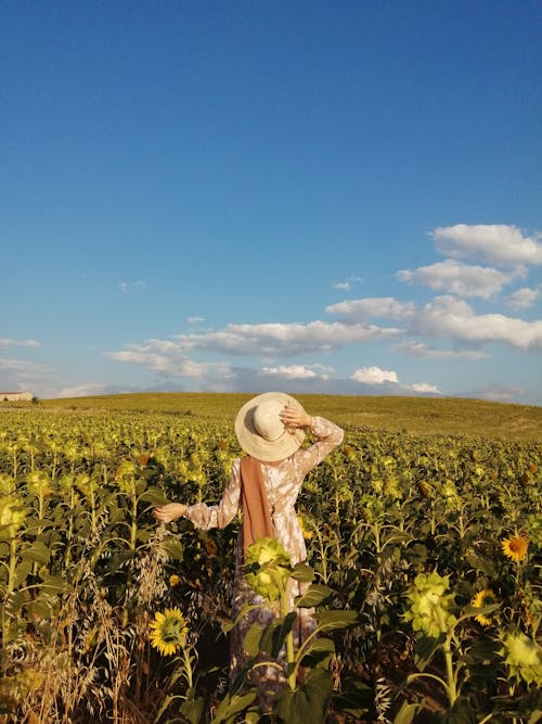 Back View of a Person Wearing Sun Hat while Standing on Sunflower Field under the Blue Sky