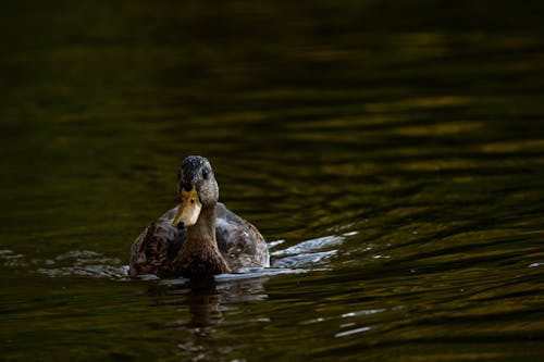 Foto stok gratis air, bangsa burung, bebek