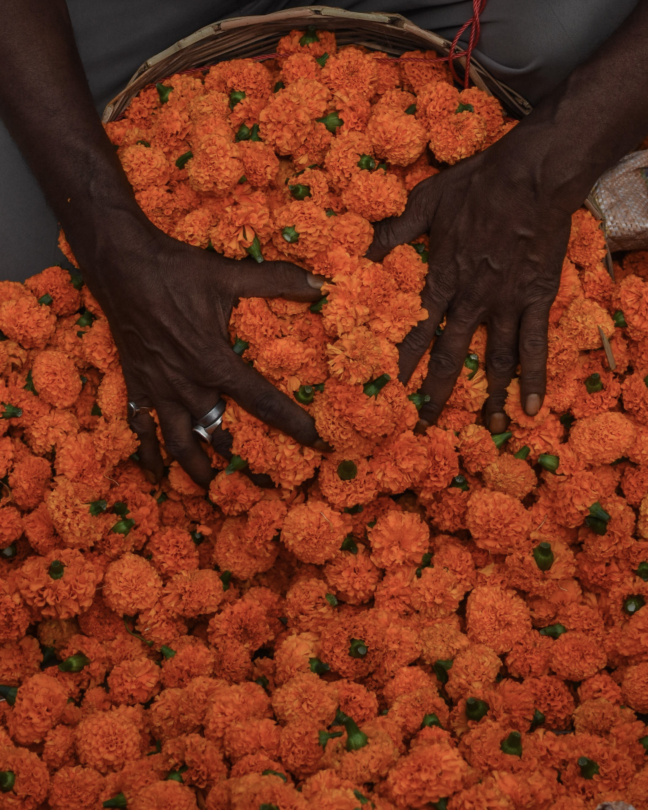 Close-up of hands arranging vibrant orange marigold flowers, creating a rich texture.