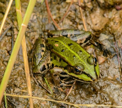 Free Green frog photographed in a natural setting, emphasizing textures of skin and ground. Stock Photo