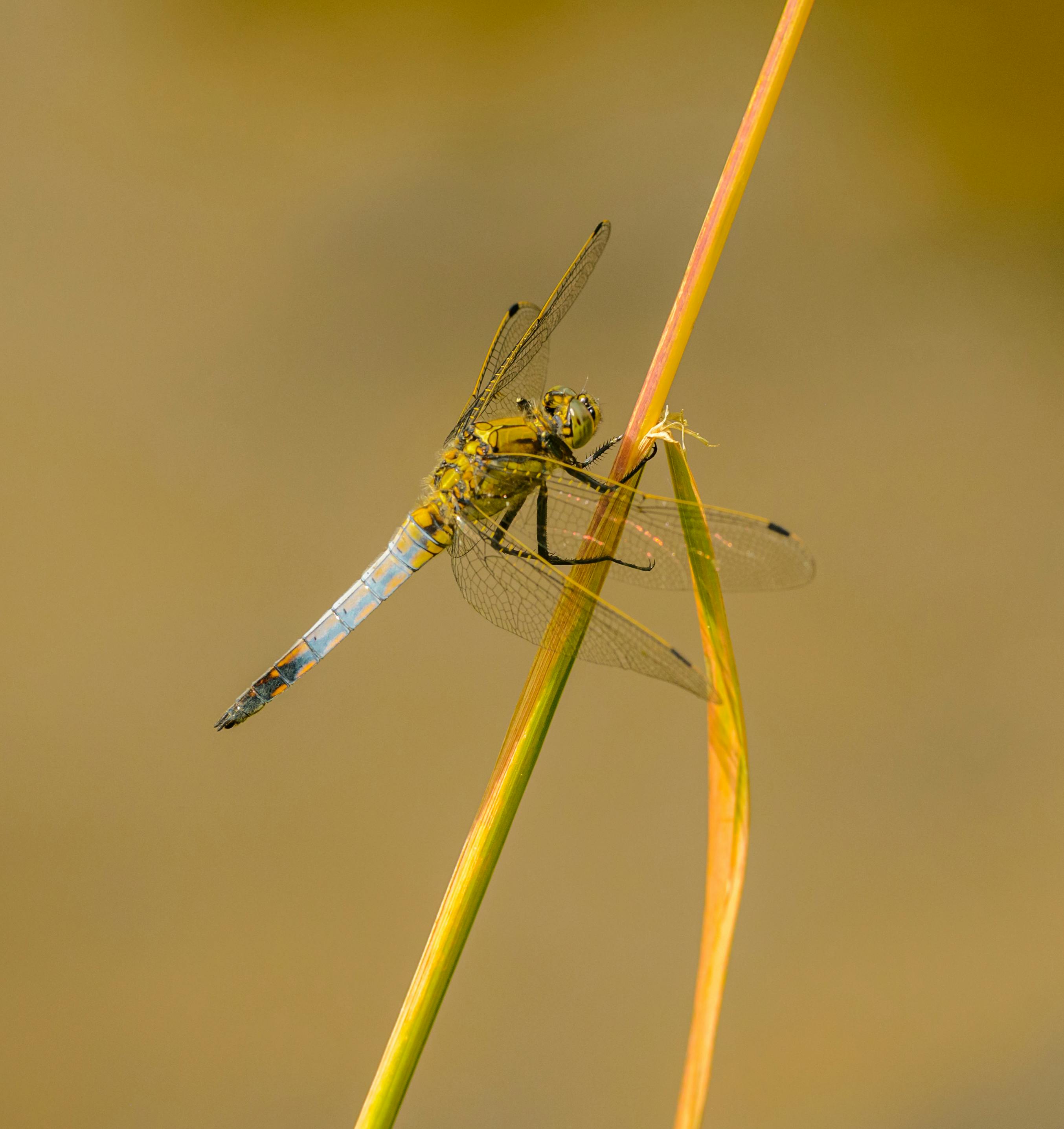 Brown Dragonfly Perching On Flower Bu · Free Stock Photo