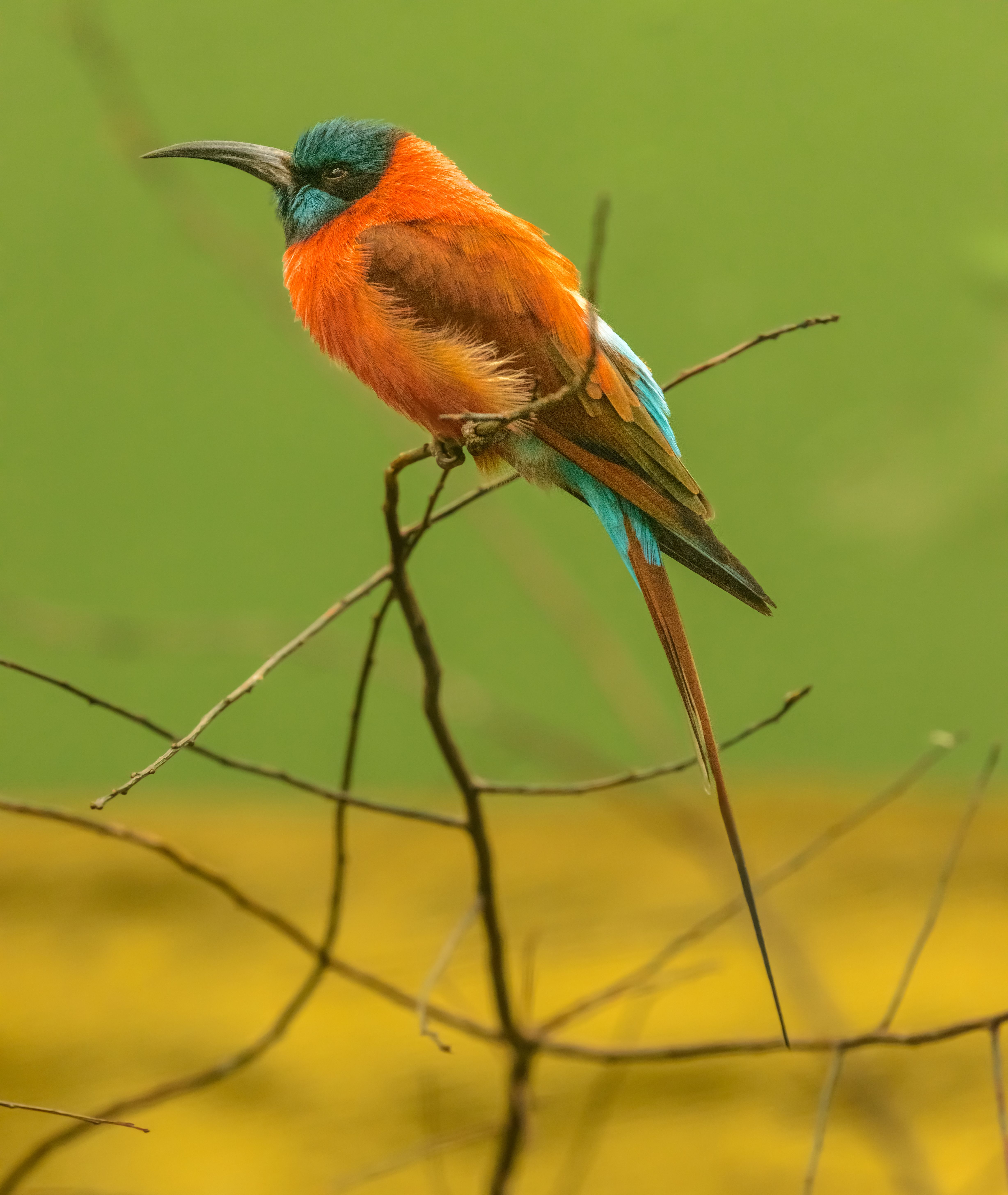 Close-Up Shot of a Bird on Tree Branch · Free Stock Photo