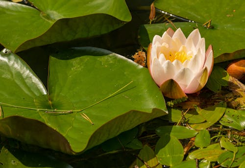Close-Up Photo of a Lotus Flower 