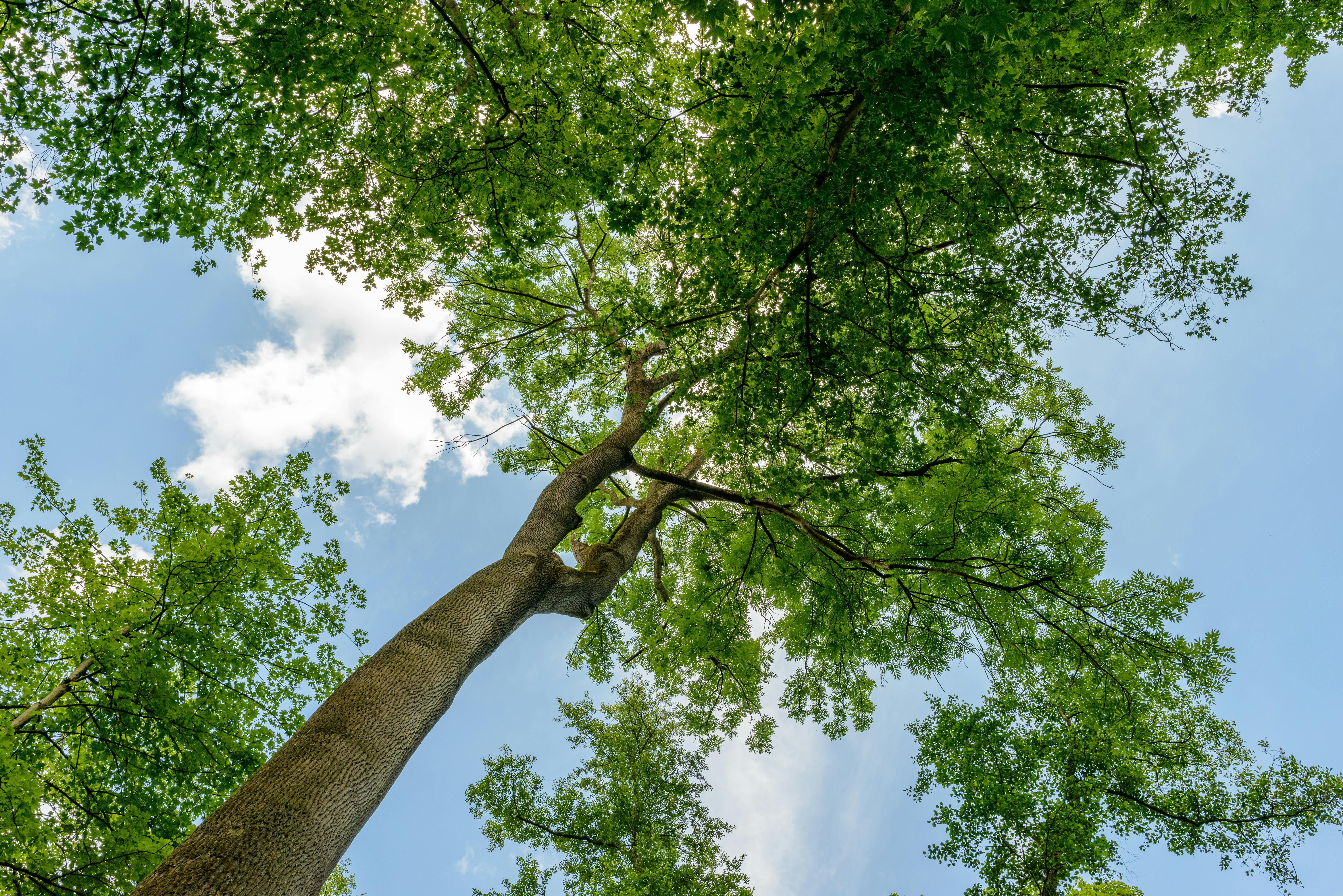 Photos gratuites de air frais, arbre, auvent
