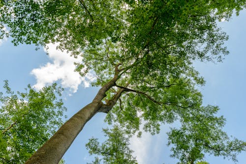 Бесплатное стоковое фото с голубое небо, дерево, снимок снизу